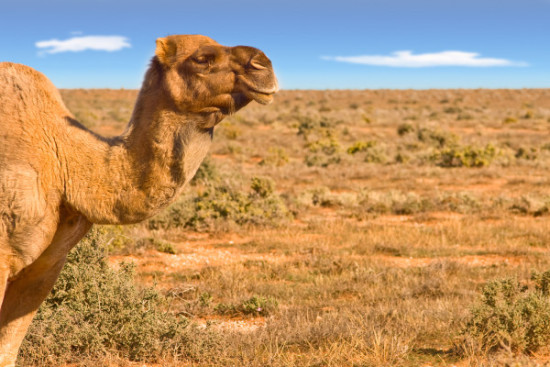Australian Camel 