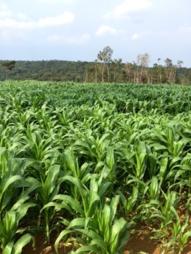 MAIZE IMG_1623