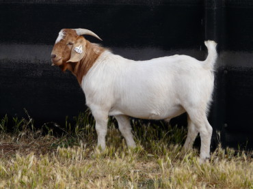 Boer Buck 