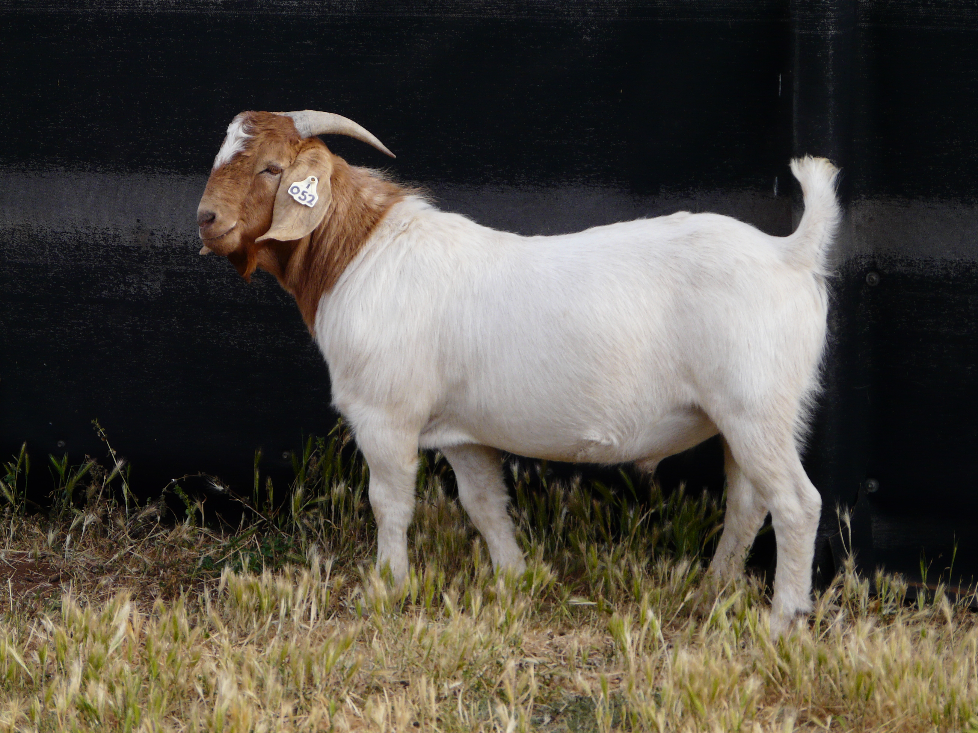 Australian Boer Goat Cluny Livestock Exports Pty Ltd