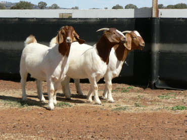 yearling does 2013 011