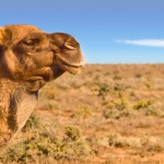 CAMEL SLIDER 2