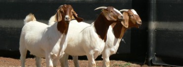 Micathel Boer Goat Stud Boer Does