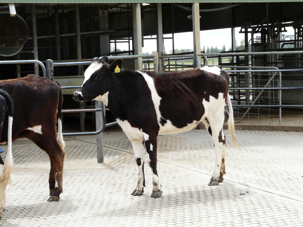 Australian Dairy Cattle Cluny Livestock Exports Pty Ltd