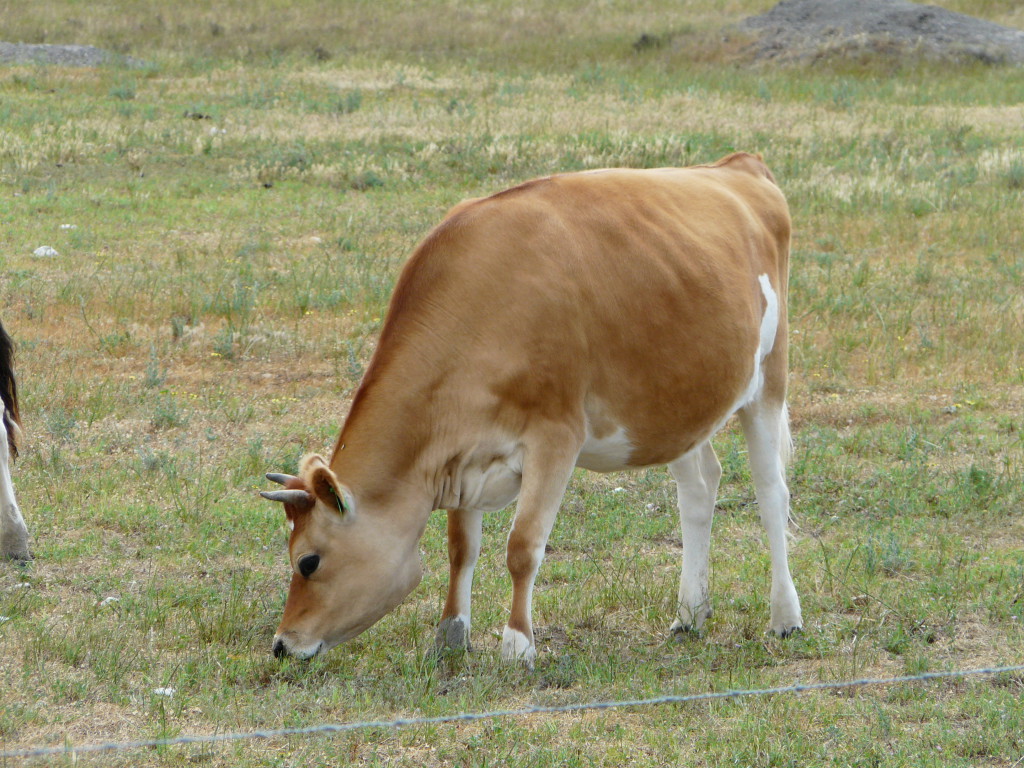 Australian Dairy Cattle Cluny Livestock Exports Pty Ltd