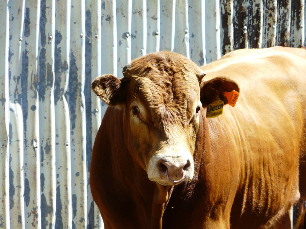 Australian Beef Cattle Cluny Livestock Exports Pty Ltd