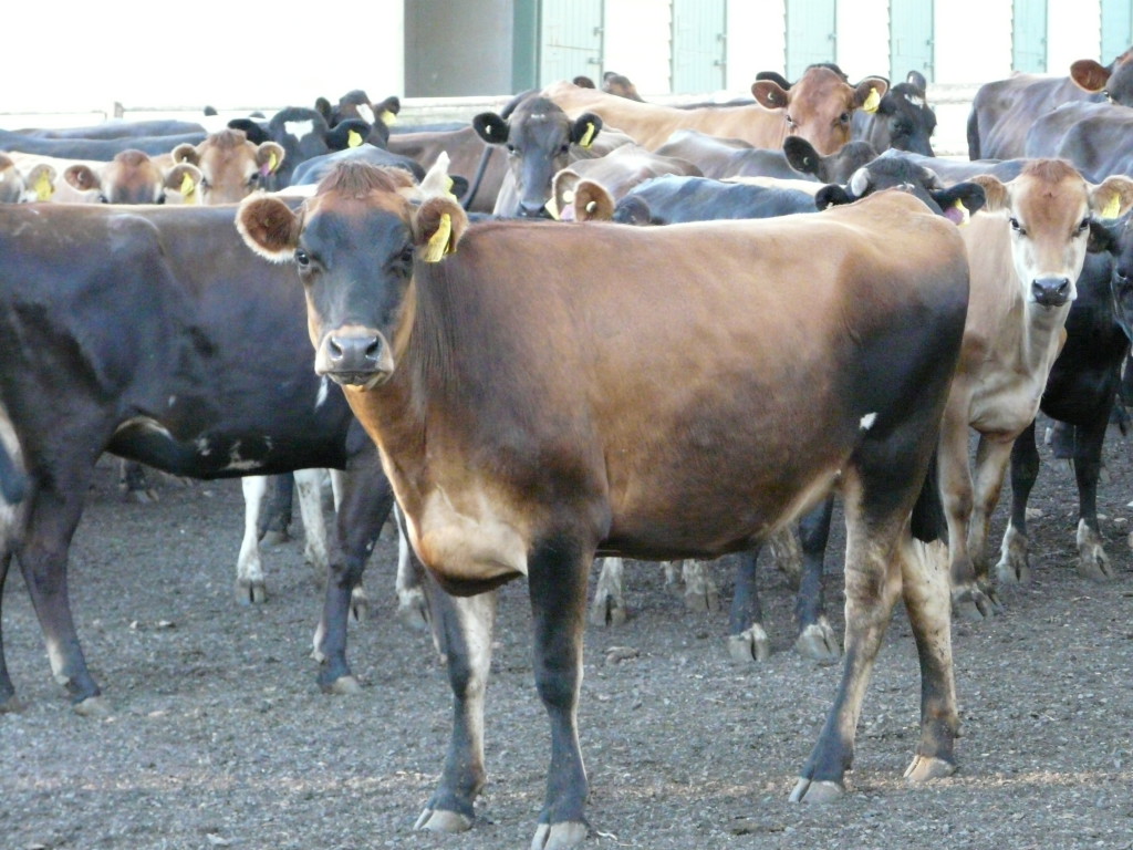 Australian Dairy Cattle Cluny Livestock Exports Pty Ltd