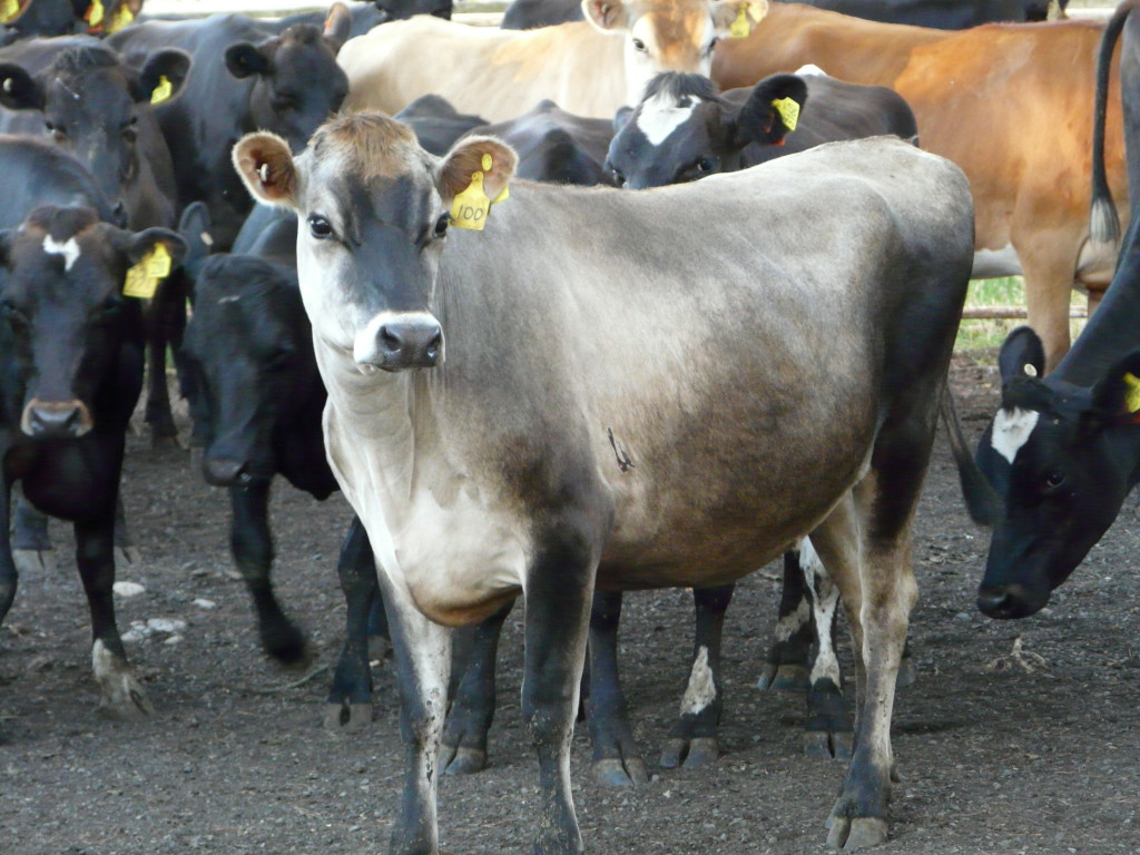 Australian Dairy Cattle – Cluny Livestock Exports Pty Ltd