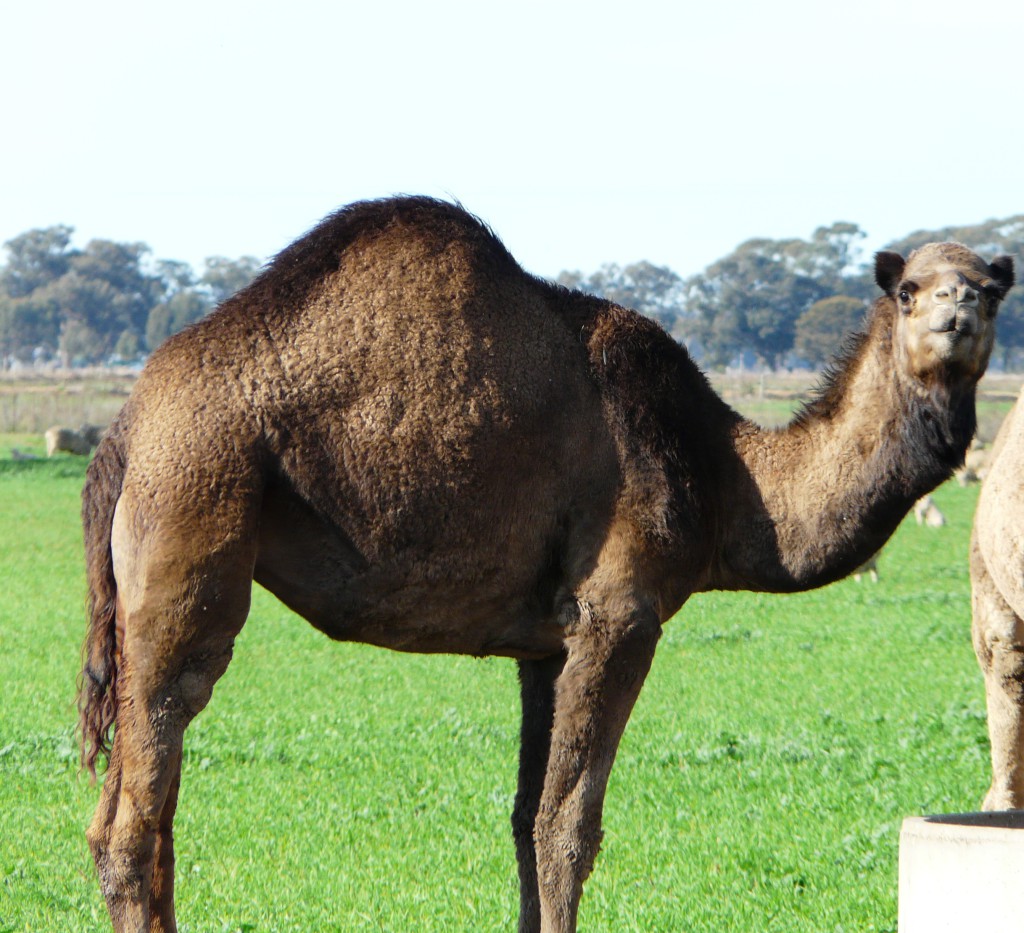 Australian Camels – Cluny Livestock Exports Pty Ltd