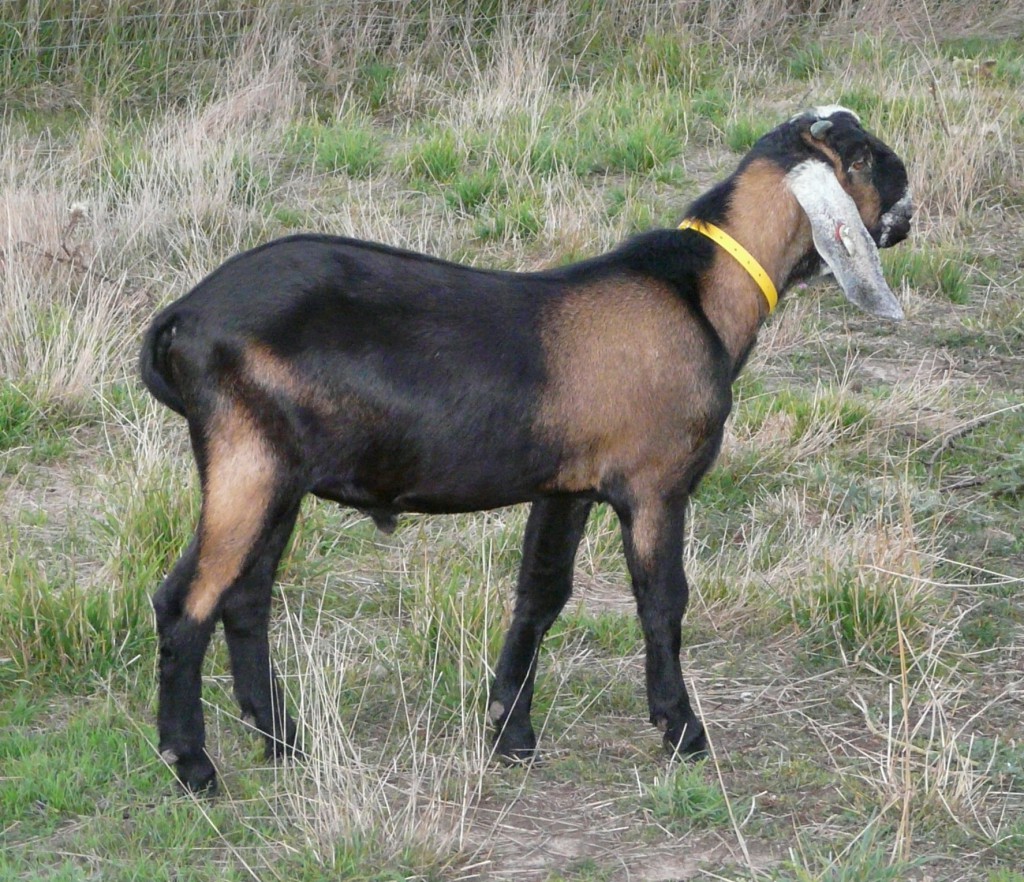 Australian Dairy Goats Cluny Livestock Exports Pty Ltd