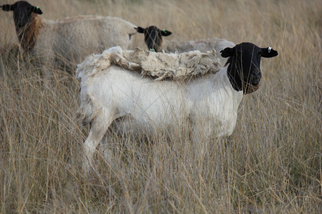 Australian Dorper & Australian White Sheep
