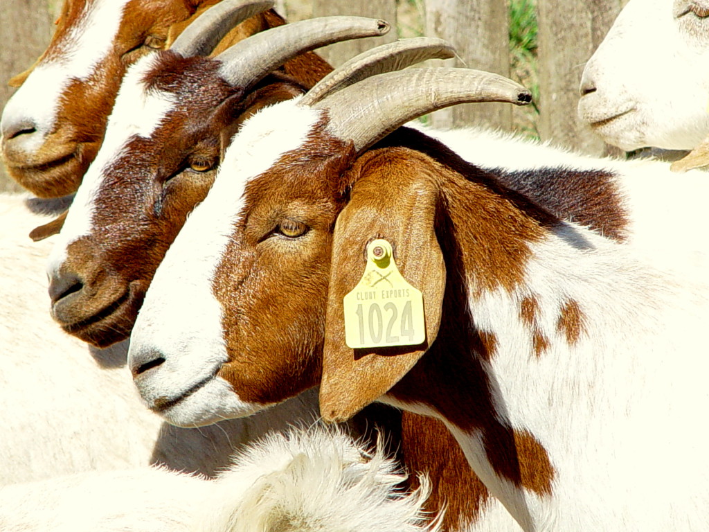 Australian Boer Goat – Cluny Livestock Exports Pty Ltd