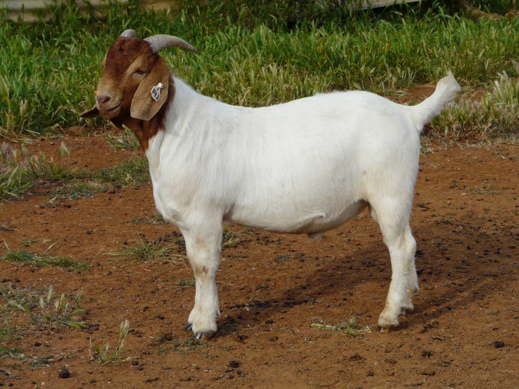 Australian Boer Goat Cluny Livestock Exports Pty Ltd 