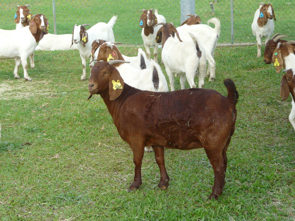 Australian Boer Goat – Cluny Livestock Exports Pty Ltd