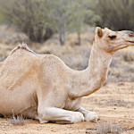 camel 1
