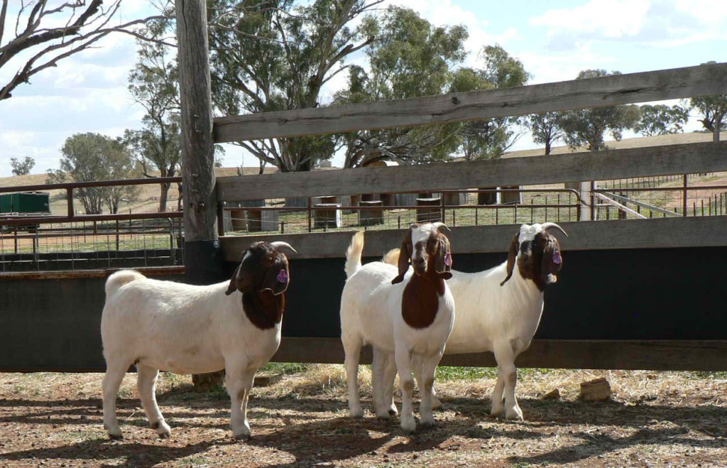 Australian Boer Goat Cluny Livestock Exports Pty Ltd