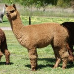 alpaca 1