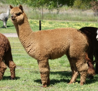 alpaca 1