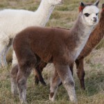 alpaca 13