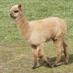 alpaca 15