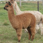 alpaca 16