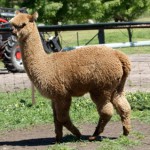 alpaca 2