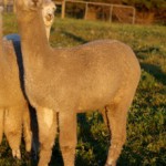 alpaca 4