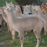 alpaca 5