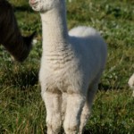 alpaca 6