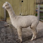 alpaca 8